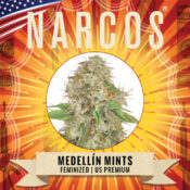 Wholesale Narcos Medellin Munt Feminized 3 seeds pack
