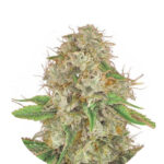 Narcos Medellín Munt Feminized (5 seeds pack)