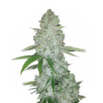 Narcos Miami Sunset OG Feminized (3 seeds pack)