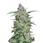 Narcos Popeyes Cookies Feminized (3 seeds pack)