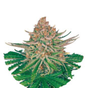 Narcos Strawberry Merengue Autoflowering (3 seeds pack)