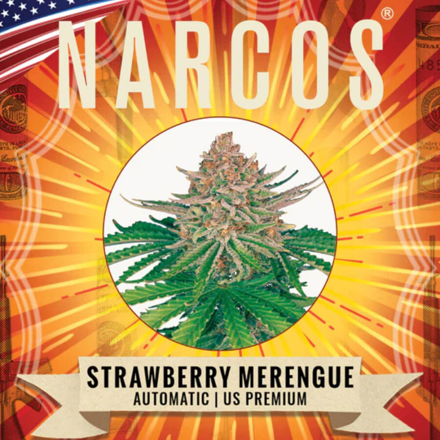 Narcos Strawberry Merengue Autoflowering (5 seeds pack)