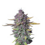 Narcos Sueño Purple Punch Autoflowering (3 seeds pack)