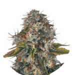 Wholesale Narcos Sword of Boliavar Feminized 5 seeds pack