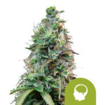 Royal Queen Seeds Amnesia Haze Auto autoflowering cannabis seeds (5 seeds pack)