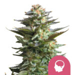 Royal Queen Seeds Amnesia Haze feminized cannabis seeds (5 seeds pack)