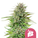 wholesale royal queen seeds blue cheese feminized cannabis seeds