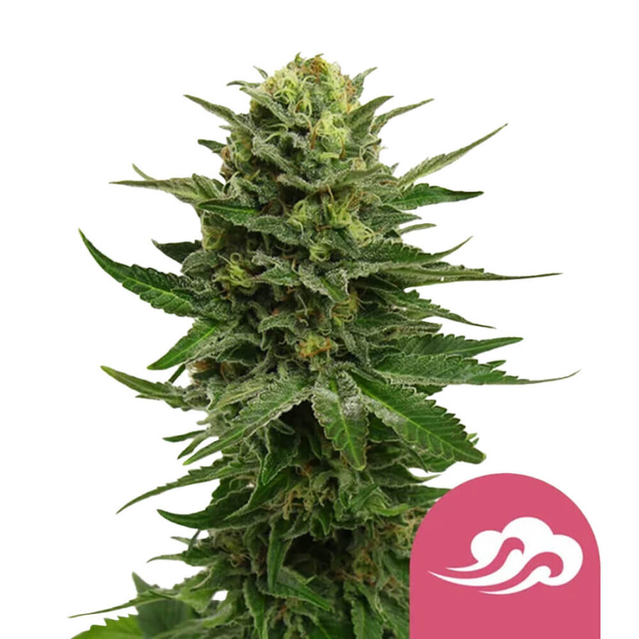 wholesale royal queen seeds blue mystic feminized cannabis seeds