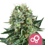 wholesale royal queen seeds bubble kush feminized cannabis seeds