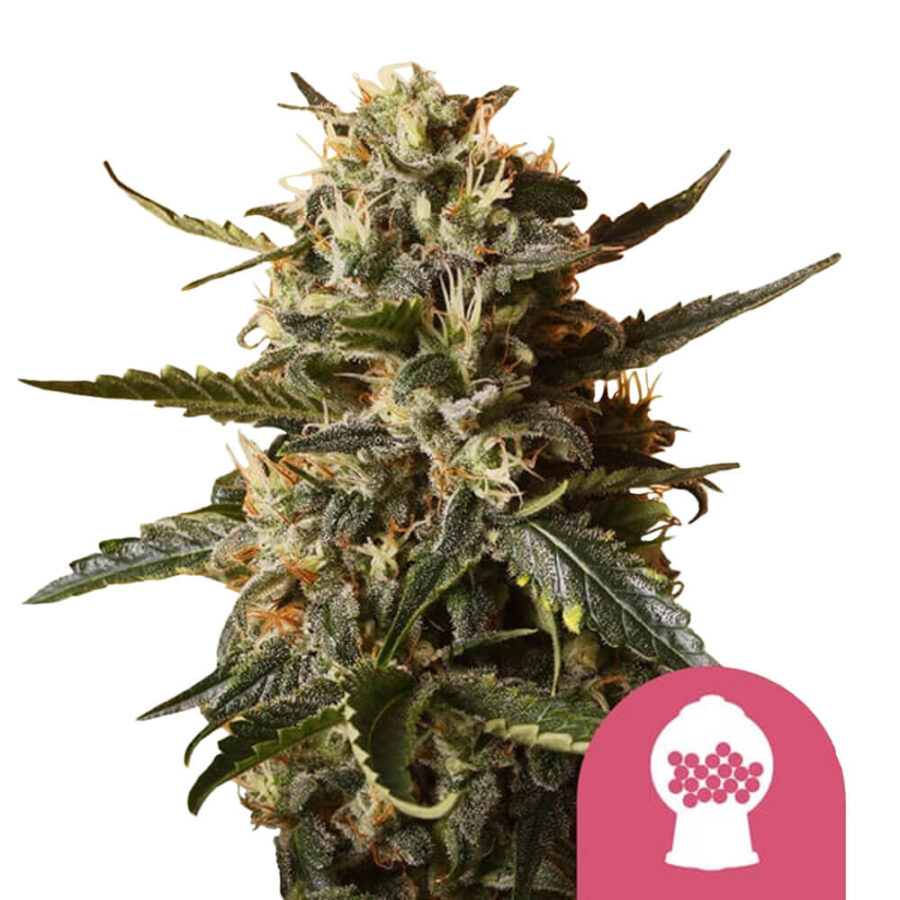 Royal Queen Seeds Bubblegum XL feminized cannabis seeds (5 seeds pack)