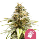 Royal Queen Seeds Chocolate Haze feminized cannabis seeds (5 seeds pack)