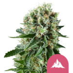 Royal Queen Seeds Critical Kush feminized cannabis seeds (5 seeds pack)