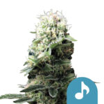 Royal Queen Seeds Dance World CBD cannabis seeds (5 seeds pack)