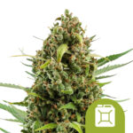 Royal Queen Seeds Diesel Auto autoflowering cannabis seeds (5 seeds pack)