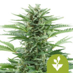 Royal Queen Seeds Easy Bud autoflowering cannabis seeds (5 seeds pack)