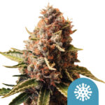 Royal Queen Seeds Euphoria CBD cannabis seeds (5 seeds pack)