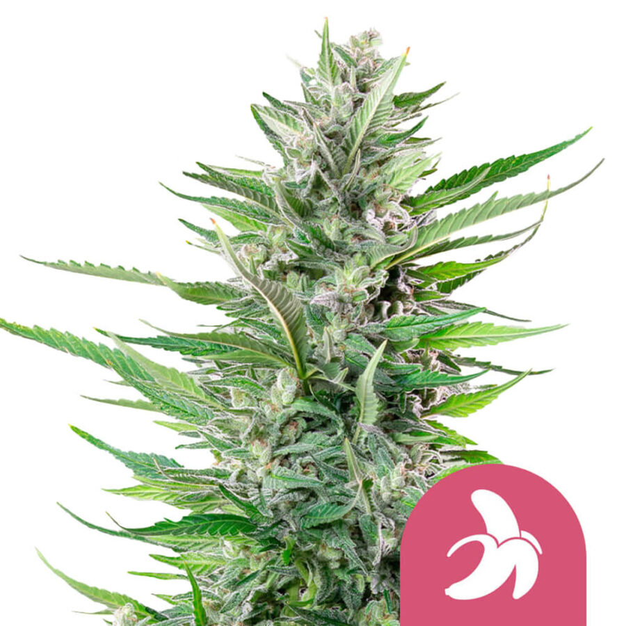 Royal Queen Seeds Fat Banana feminized cannabis seeds (3 seeds pack)