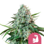 Royal Queen Seeds Hulk Berry feminized cannabis seeds (3 seeds pack)