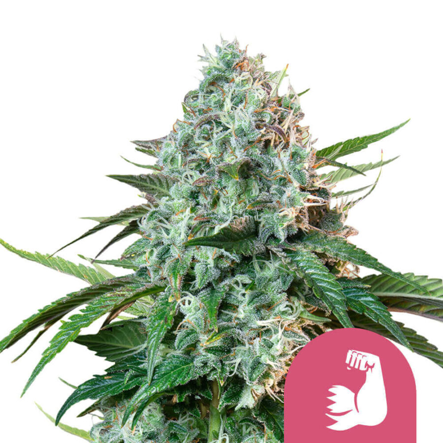 Royal Queen Seeds Hulk Berry feminized cannabis seeds (3 seeds pack)