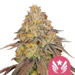 Royal Queen Seeds Legendary OG Punch feminized cannabis seeds (3 seeds pack)