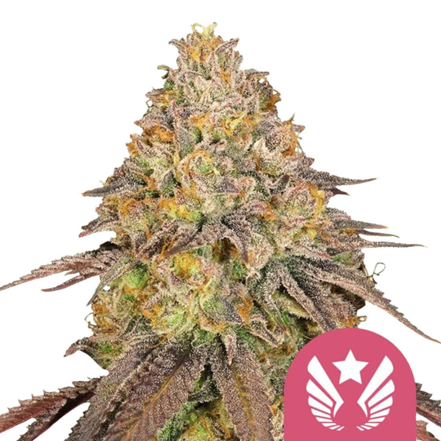 wholesale royal queen seeds legendary og punch feminized cannabis seeds