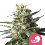 Royal Queen Seeds Lemon Shining Silver Haze feminized cannabis seeds (3 seeds pack)