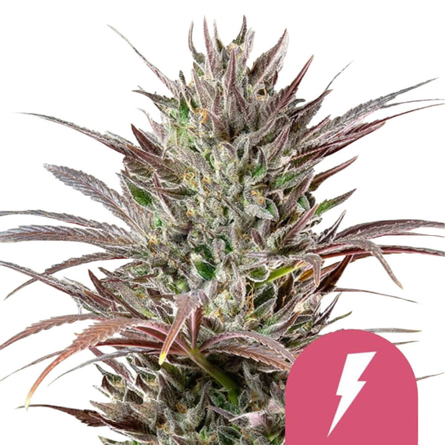 wholesale royal queen seeds north tunderfuck feminized cannabis seeds