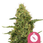 Royal Queen Seeds Northern Light feminized cannabis seeds (5 seeds pack)