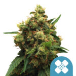 Royal Queen Seeds Pain Killer XL CBD cannabis seeds (5 seeds pack)