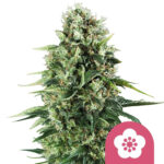 Royal Queen Seeds Power Flower feminized cannabis seeds (5 seeds pack)