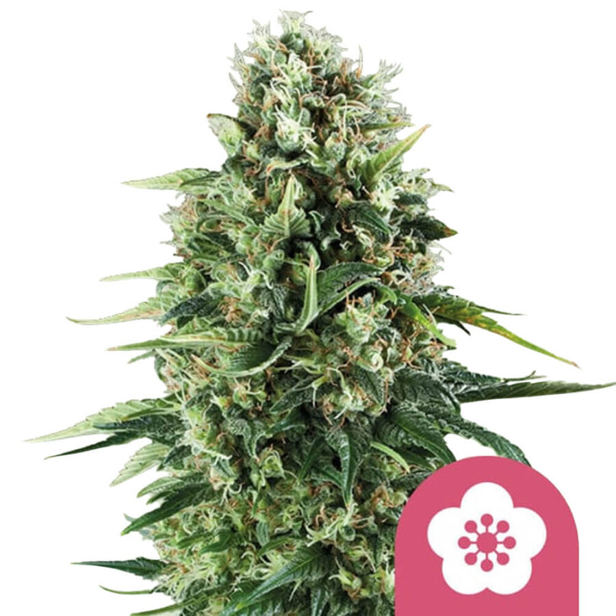 Royal Queen Seeds Power Flower feminized cannabis seeds (5 seeds pack)