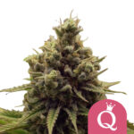 Royal Queen Seeds Purple Queen feminized cannabis seeds (3 seeds pack)