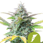 Royal Queen Seeds Quick One autoflowering cannabis seeds (5 seeds pack)