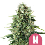 wholesale royal queen seeds royal ak feminized cannabis seeds