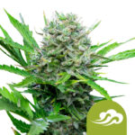 Royal Queen Seeds Royal Bluematic autoflowering cannabis seeds (5 seeds pack)