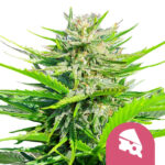 wholesale royal queen seeds royal cheese feminized cannabis seeds