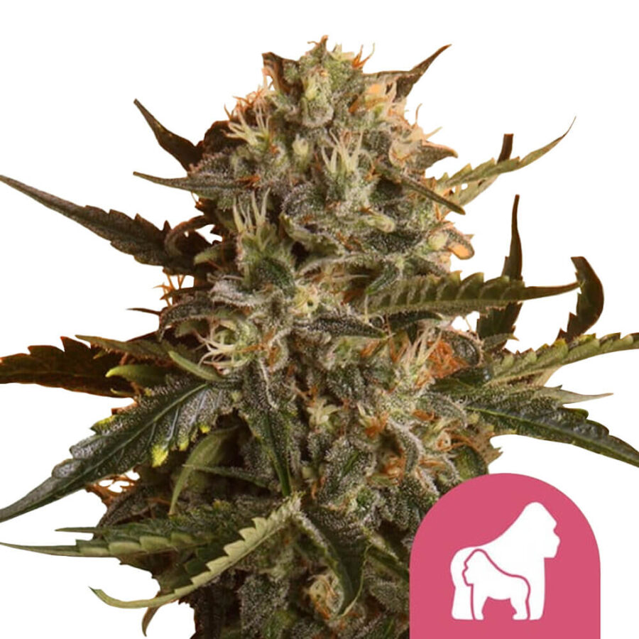 Royal Queen Seeds Mother Gorilla feminized cannabis seeds (5 seeds pack)