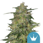 Royal Queen Seeds Royal Highness CBD cannabis seeds (5 seeds pack)