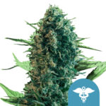 Royal Queen Seeds Royal Medic CBD cannabis seeds (5 seeds pack)