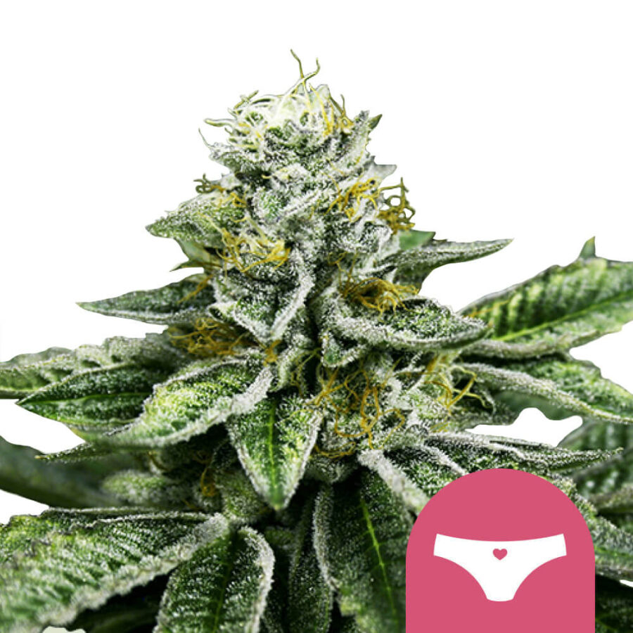 wholesale royal queen seeds sherbet queen feminized cannabis seeds