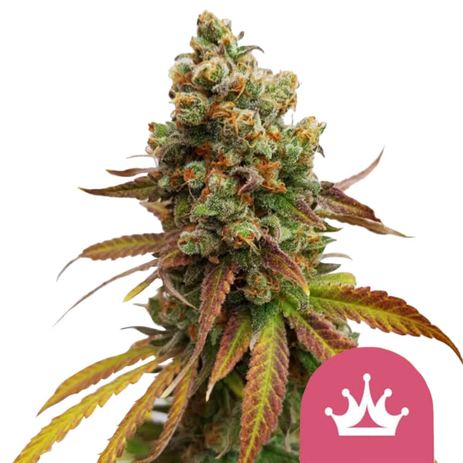 Royal Queen Seeds Special Queen feminized cannabis seeds (3 seeds pack)