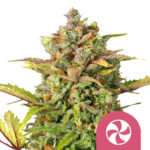 Royal Queen Seeds Sweet ZZ feminized cannabis seeds (5 seeds pack)