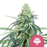 Royal Queen Seeds Wedding Gelato feminized cannabis seeds (3 seeds pack)