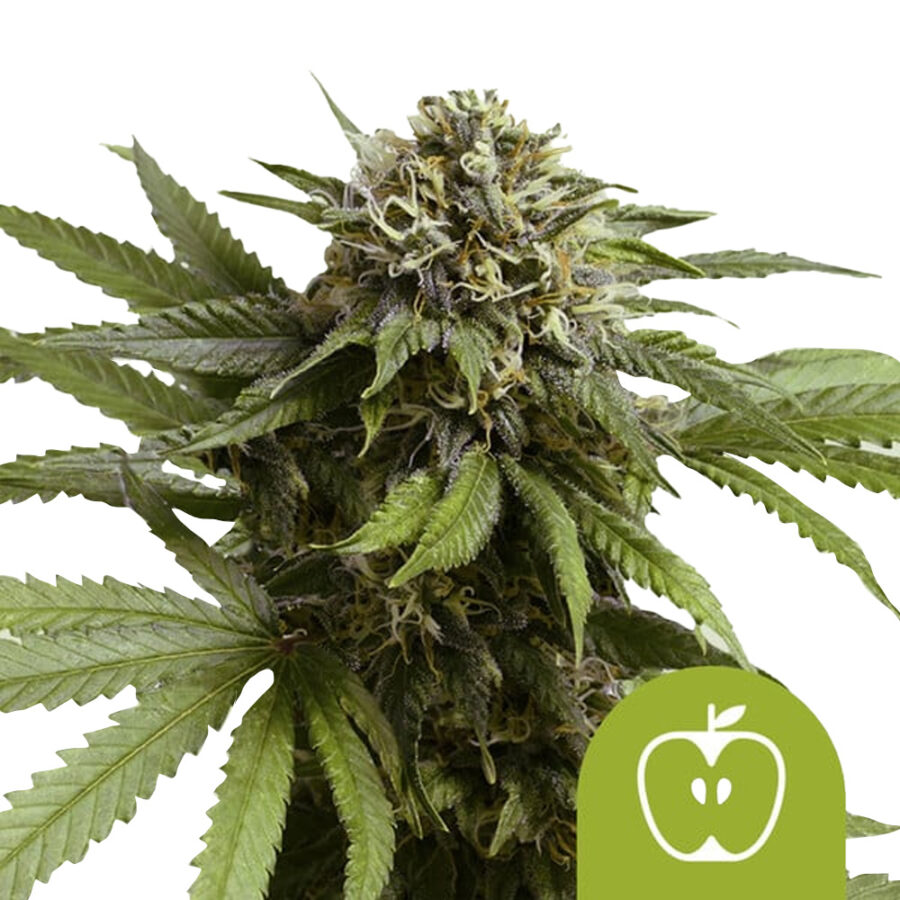 Royal Queen Seeds Apple Fritter Auto autoflowering cannabis seeds (5 seeds pack)