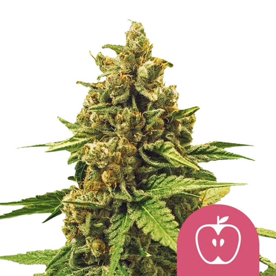 Royal Queen Seeds Apple Fritter feminized cannabis seeds (5 seeds pack)