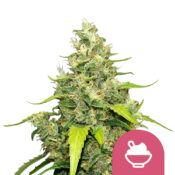 Royal Queen Seeds Blue Gelato feminized cannabis seeds (3 seeds pack)