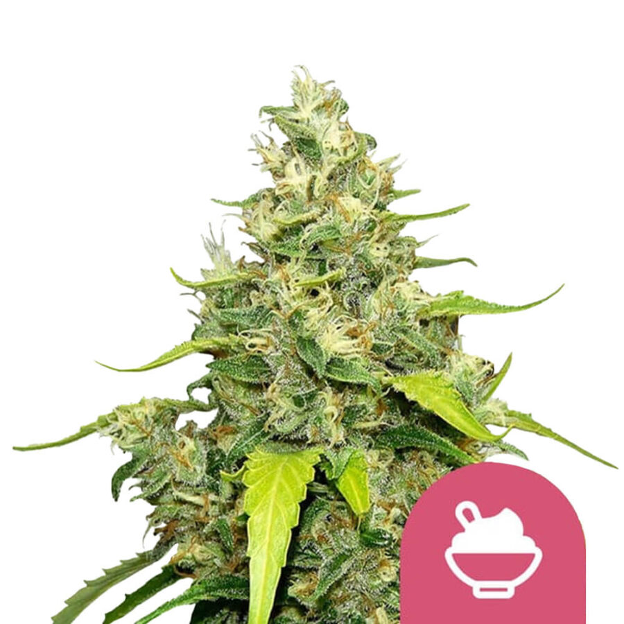 Royal Queen Seeds Blue Gelato feminized cannabis seeds (3 seeds pack)