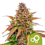 Royal Queen Seeds Bubble Kush autoflowering cannabis seeds (5 seeds pack)