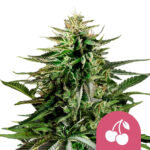 Royal Queen Seeds Cherry Pie feminized cannabis seeds (5 seeds pack)