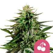 Royal Queen Seeds Cherry Pie feminized cannabis seeds (5 seeds pack)